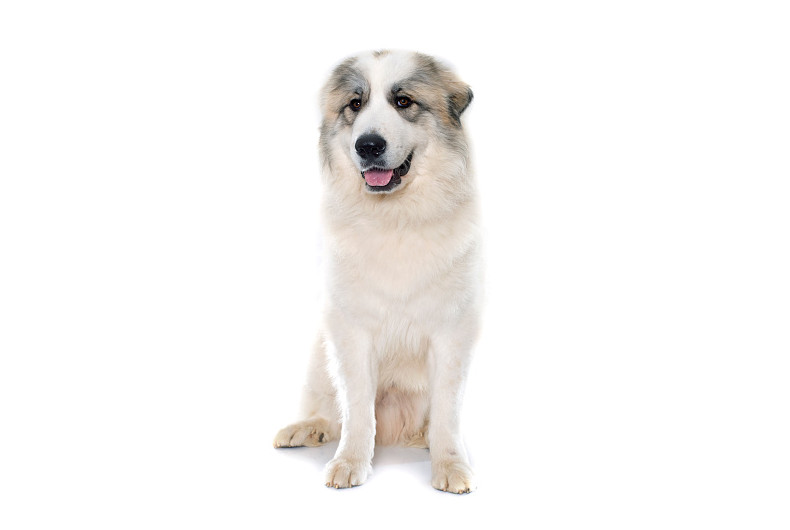 white mountain dog sitting