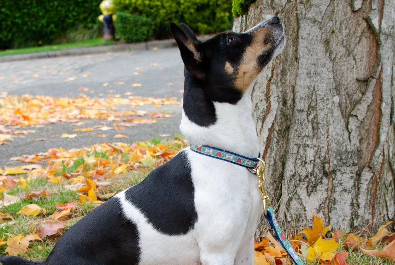 rat terrier dog in fall leaves on a leash