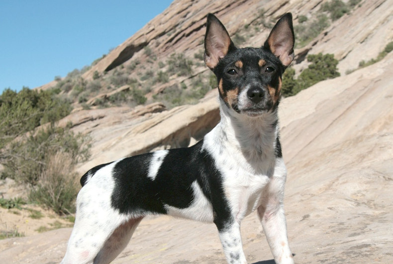 rat terrier dog standing in desert