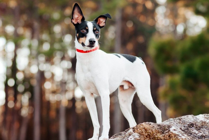 rat terrier dog standing on a rock outside