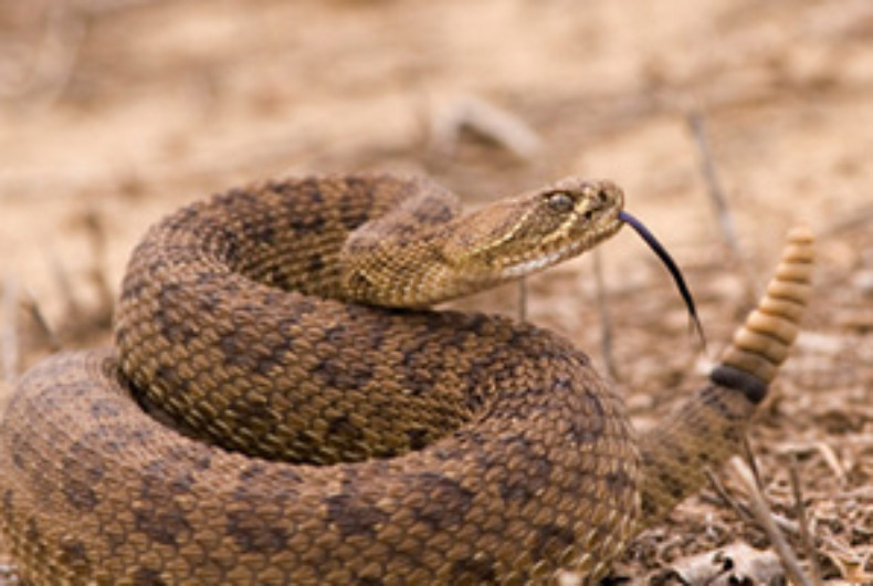 rattlesnake