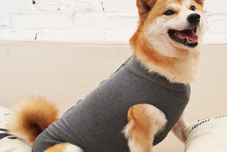 shiba inu dog in gray recovery body suit