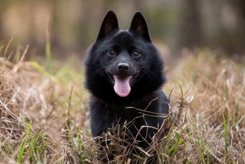 Schipperke dog