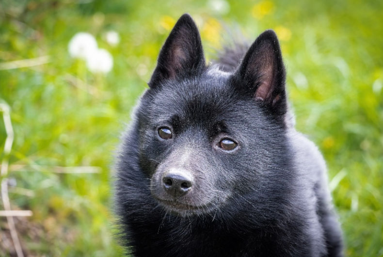 Schipperke dog