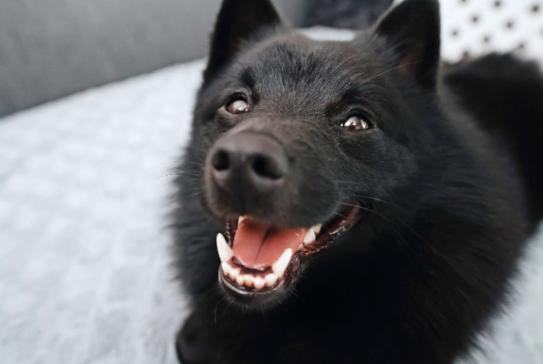 Schipperke dog