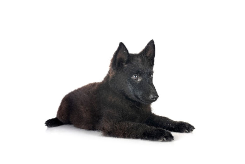 Schipperke dog