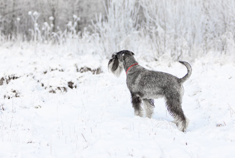 Standard schnauzer