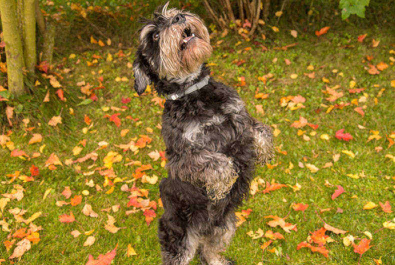 Standard schnauzer