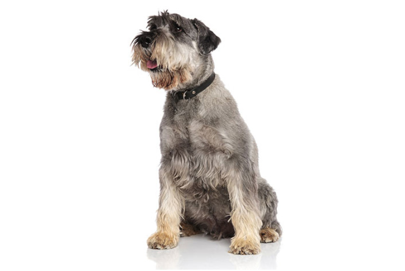 Standard schnauzer
