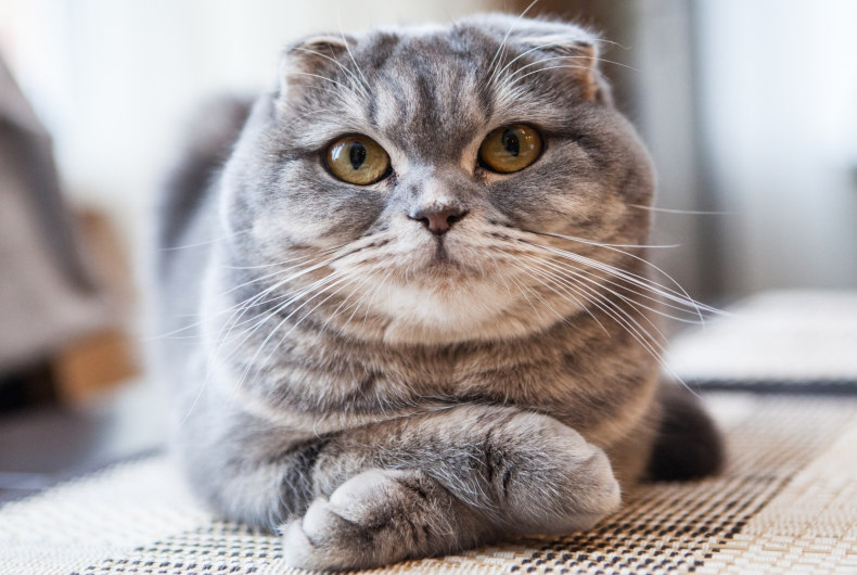 scottish fold