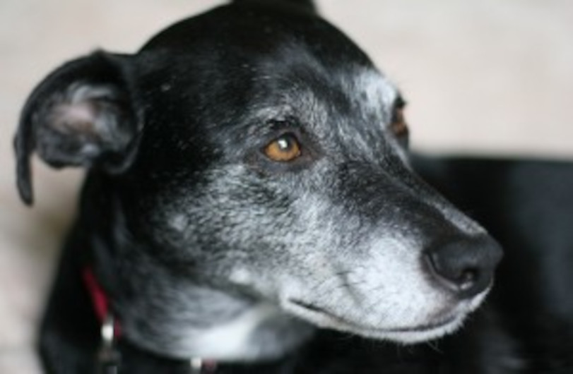 senior dog