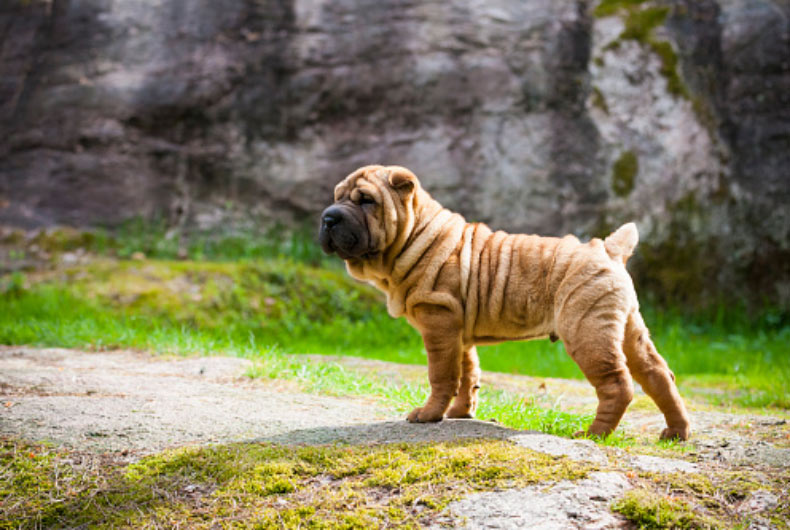 shar pei dog out on the grass