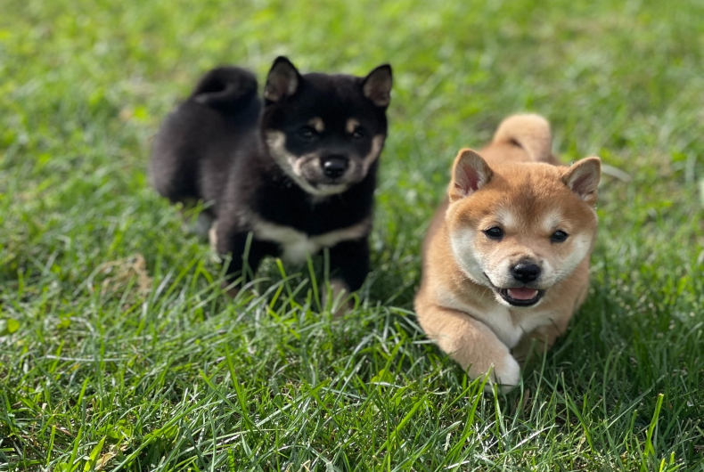 black and tan shiba inu puppies on grass
