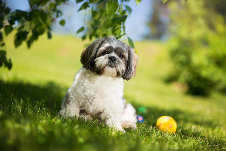shih tzu dog in grass
