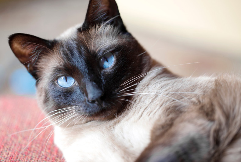 siamese cat