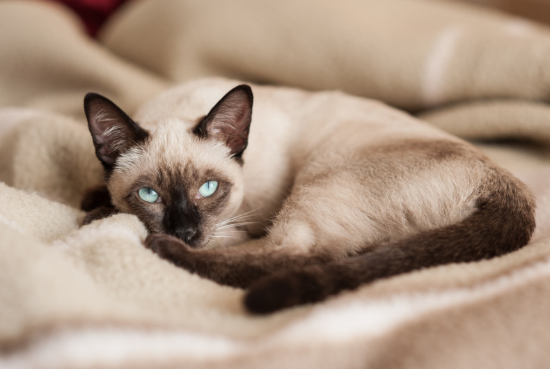 siamese cat