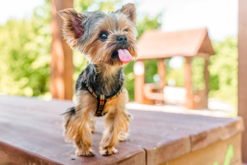 small yorkie dog tongue out on bench