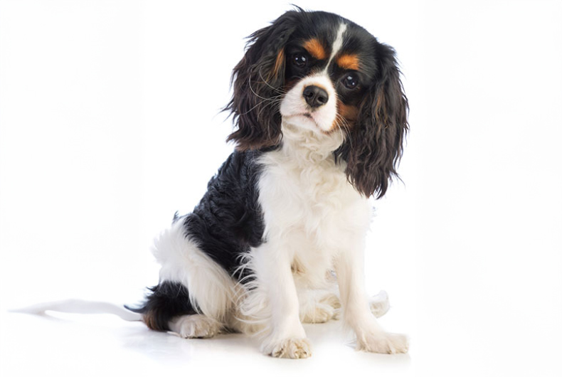 cavalier King Charles spaniel