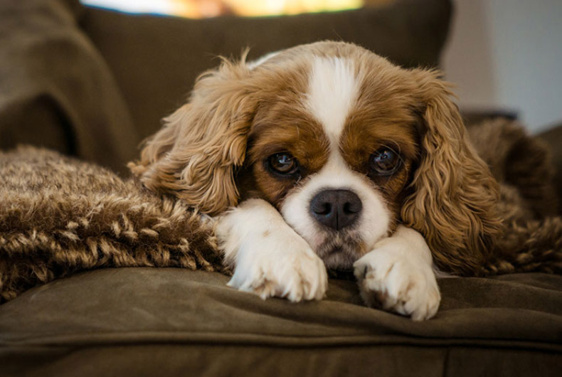 cavalier King Charles spaniel