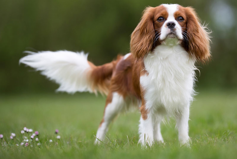 cavalier King Charles spaniel