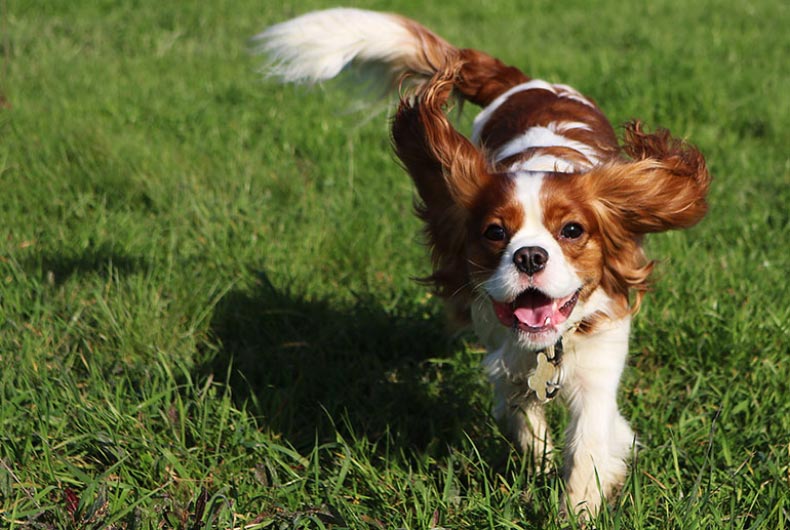 cavalier King Charles spaniel