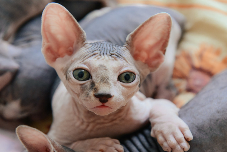 sphynx cat