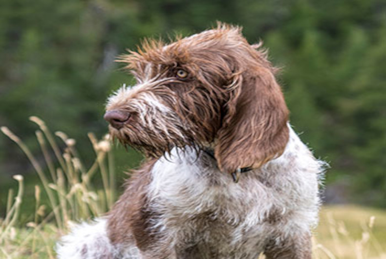 Spinone Italiano dog