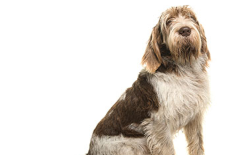 Spinone Italiano dog