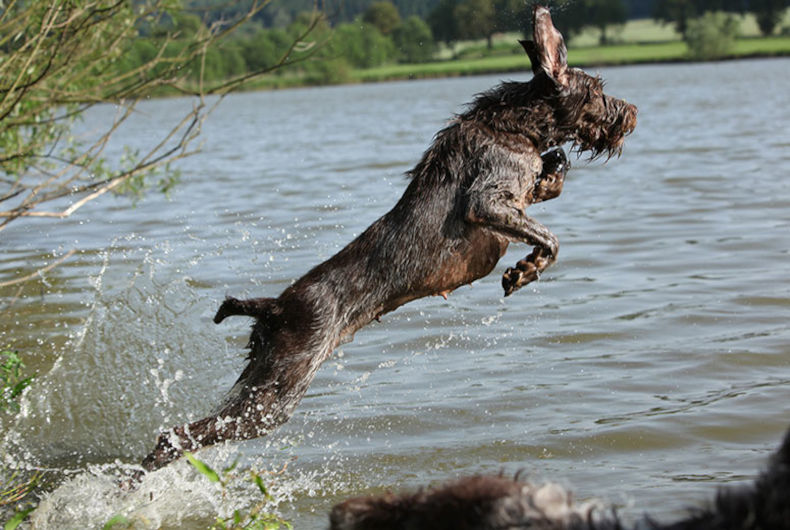 Spinone Italiano dog jumping in water.