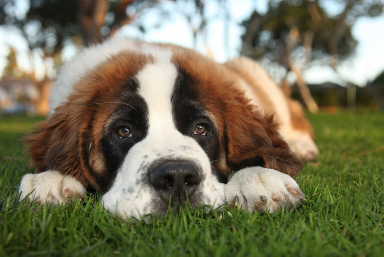 close up of Saint Bernard dog face