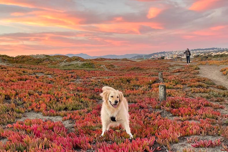 Stevie the Golden on the beach.