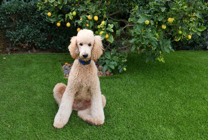 tan poodle sitting in grass by tree