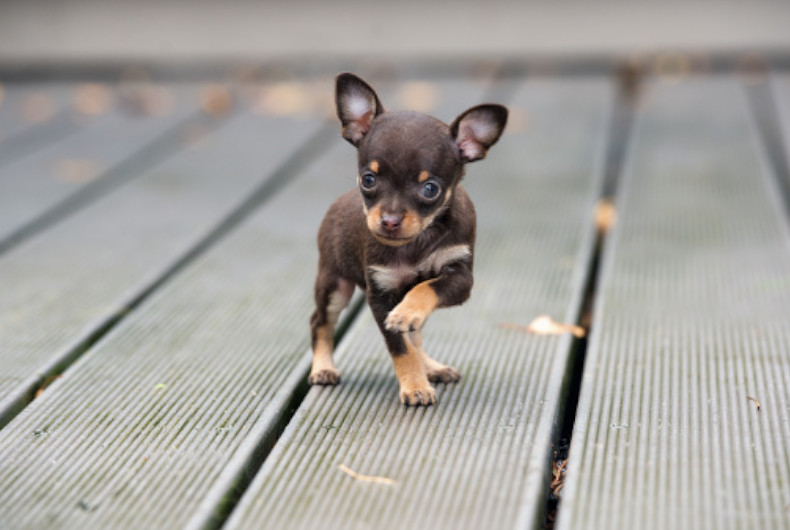 Teacup chihuahua