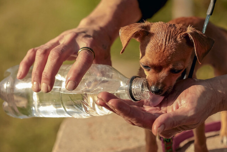 Tiny dog drinking