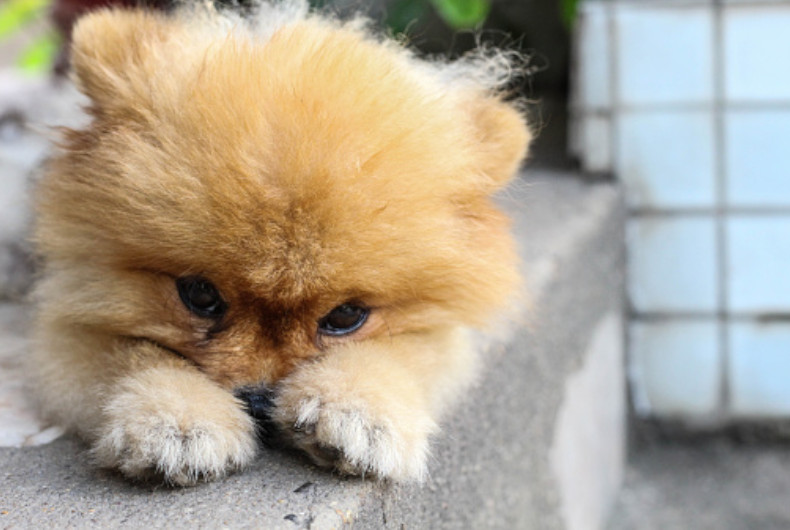 Pomeranian - teacup size