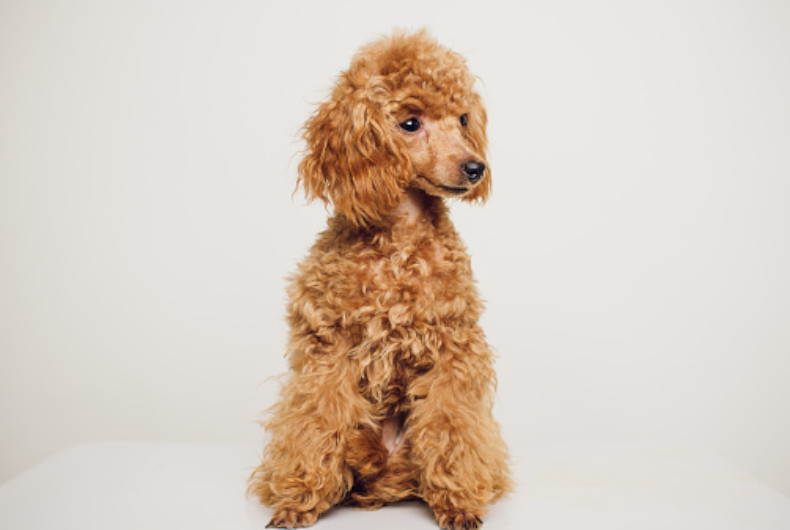 Teacup poodle