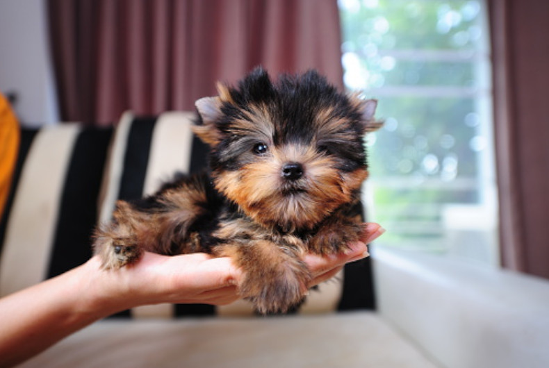 Yorkshire terrier - teacup size 