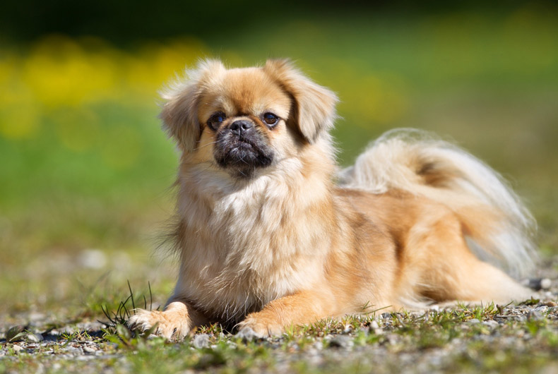 tibetan spaniel lying down outside