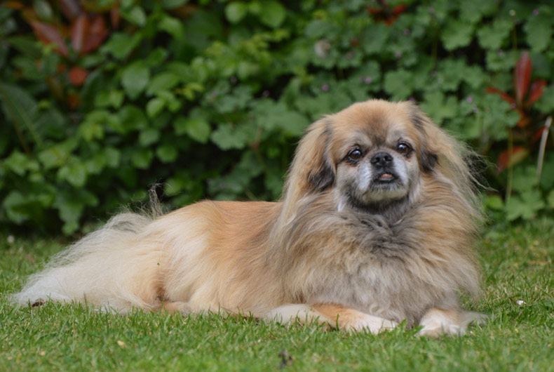 tibetan spaniel lying in grass