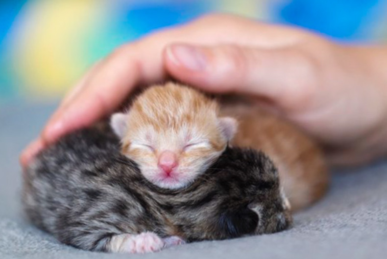 Tiny kittens