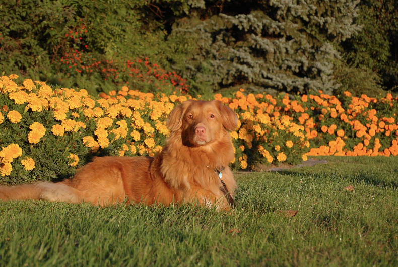 tolling retriever dog lying in grass with golden flowers