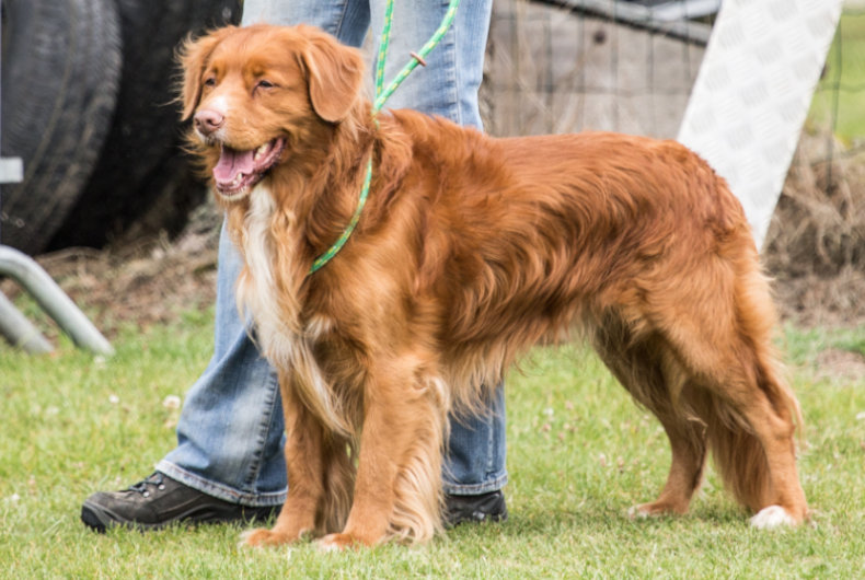 tolling retriever dog on a leash