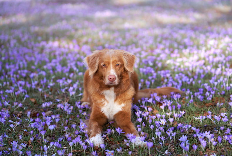 tolling retriever lying in purple flower field