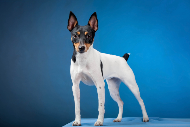 Toy fox terrier on a blue background