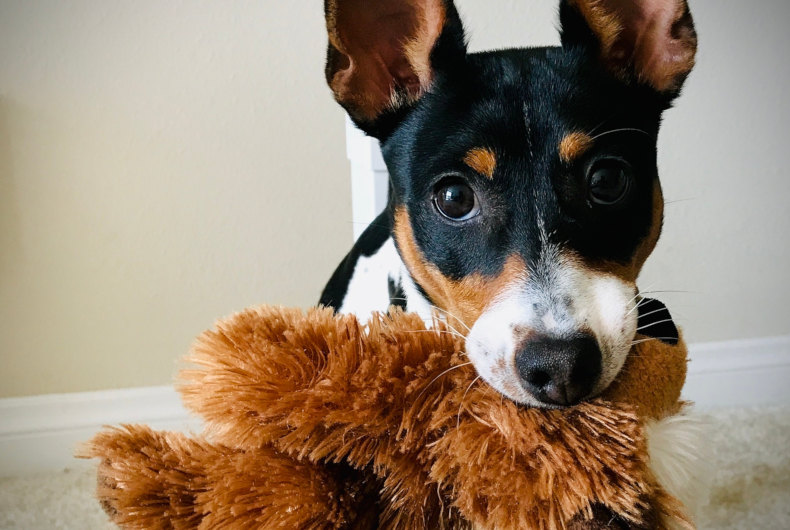 toy fox terrier holding toy