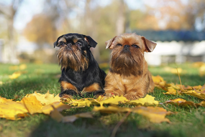 two brussels griffon dogs lying in leaves