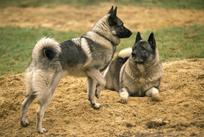 two norwegian elkhound dogs in dirt