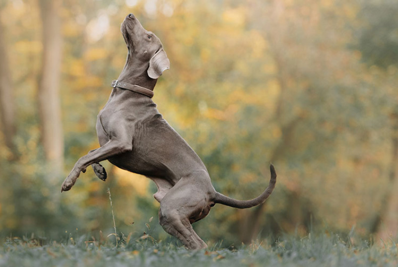 Weimaraner dog jumping