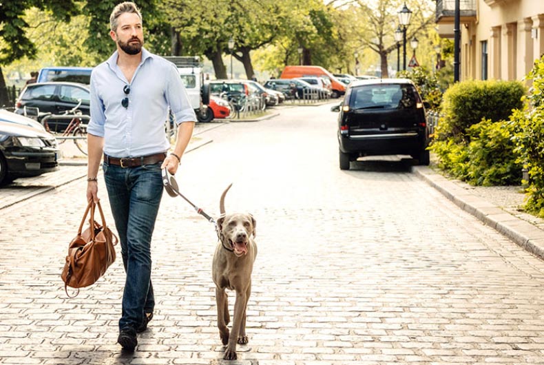 Man walking Weimaraner dog 