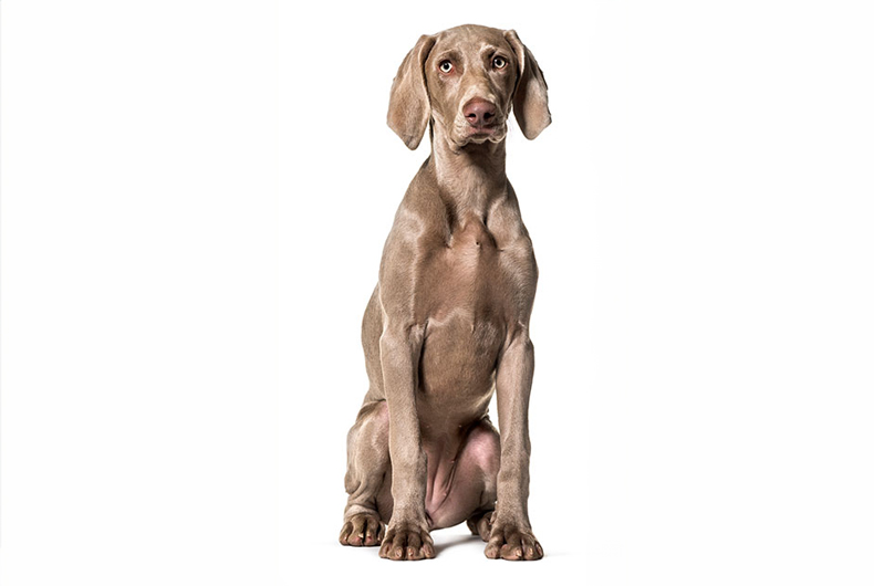 Weimaraner